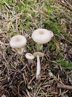  ( - FDS-CA-02154)  @11 [ ] by (2024) Mandy Hackney Fungal Diversity Survey