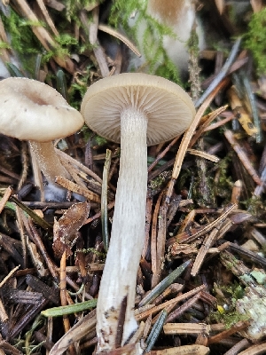  ( - FDS-CA-02154)  @11 [ ] by (2024) Mandy Hackney Fungal Diversity Survey
