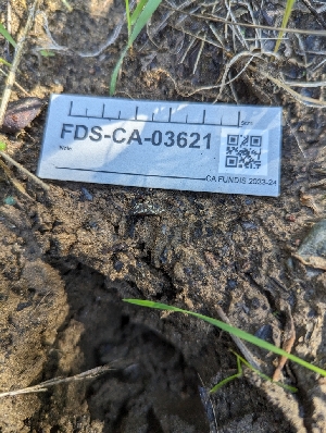  ( - FDS-CA-03621)  @11 [ ] by-nc (2024) Stu Pickell Fungal Diversity Survey