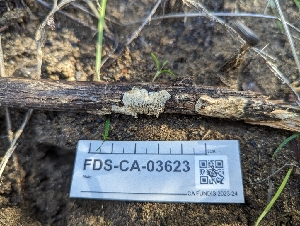  ( - FDS-CA-03623)  @11 [ ] by-nc (2024) Stu Pickell Fungal Diversity Survey
