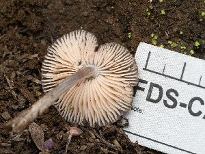  (Pluteus sp. CA05 - FDS-CA-03628)  @11 [ ] by-nc (2024) Stu Pickell Fungal Diversity Survey