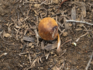  ( - FDS-CA-03627)  @11 [ ] by-nc (2024) Stu Pickell Fungal Diversity Survey