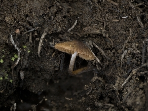  (Conocybe sp. CA10 - FDS-CA-03627)  @11 [ ] by-nc (2024) Stu Pickell Fungal Diversity Survey