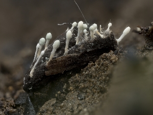  ( - FDS-CA-03621)  @11 [ ] by-nc (2024) Stu Pickell Fungal Diversity Survey