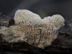  ( - FDS-CA-03623)  @11 [ ] by-nc (2024) Stu Pickell Fungal Diversity Survey