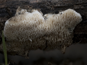  ( - FDS-CA-03623)  @11 [ ] by-nc (2024) Stu Pickell Fungal Diversity Survey