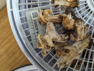  ( - FDS-CA-03603)  @11 [ ] by-nc (2024) Stu Pickell Fungal Diversity Survey