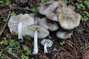  ( - FDS-CA-00791)  @11 [ ] by-nc (2024) Taye Bright Fungal Diversity Survey