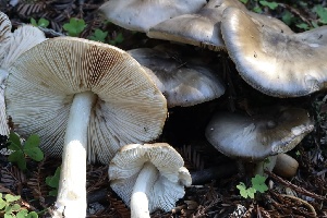  ( - FDS-CA-00791)  @11 [ ] by-nc (2024) Taye Bright Fungal Diversity Survey