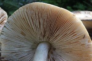  ( - FDS-CA-00791)  @11 [ ] by-nc (2024) Taye Bright Fungal Diversity Survey