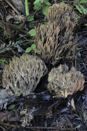  ( - FDS-CA-00792)  @11 [ ] by-nc (2024) Taye Bright Fungal Diversity Survey