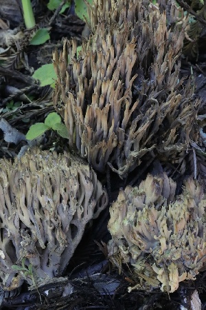 ( - FDS-CA-00792)  @11 [ ] by-nc (2024) Taye Bright Fungal Diversity Survey