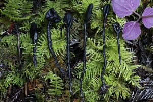  ( - FDS-CA-00790)  @11 [ ] by-nc (2024) Taye Bright Fungal Diversity Survey
