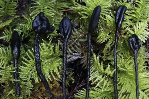  ( - FDS-CA-00790)  @11 [ ] by-nc (2024) Taye Bright Fungal Diversity Survey