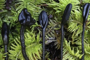  ( - FDS-CA-00790)  @11 [ ] by-nc (2024) Taye Bright Fungal Diversity Survey