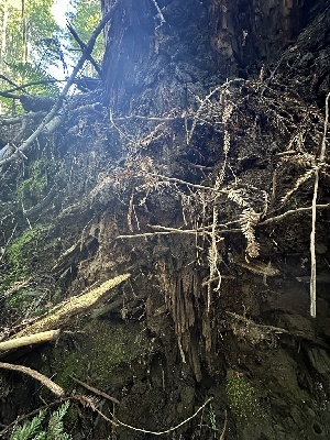  ( - FDS-CA-01000)  @11 [ ] by-nc (2024) Taye Bright Fungal Diversity Survey