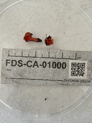  ( - FDS-CA-01000)  @11 [ ] by-nc (2024) Taye Bright Fungal Diversity Survey