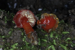  (Hygrocybe sp. CA07 - FDS-CA-01000)  @11 [ ] by-nc (2024) Taye Bright Fungal Diversity Survey