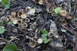  ( - FDS-CA-00999)  @11 [ ] by-nc (2024) Taye Bright Fungal Diversity Survey