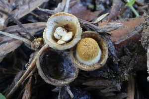  ( - FDS-CA-00999)  @11 [ ] by-nc (2024) Taye Bright Fungal Diversity Survey