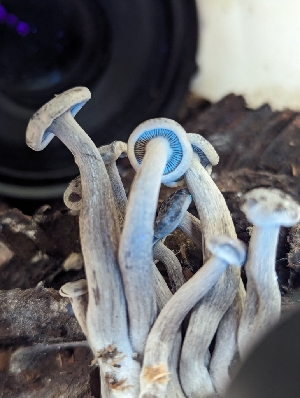  ( - FDS-CA-03631)  @11 [ ] by-nc (2024) Stu Pickell Fungal Diversity Survey