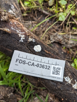  ( - FDS-CA-03632)  @11 [ ] by-nc (2024) Stu Pickell Fungal Diversity Survey