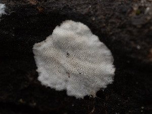  ( - FDS-CA-03632)  @11 [ ] by-nc (2024) Stu Pickell Fungal Diversity Survey