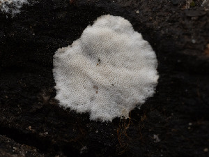  ( - FDS-CA-03632)  @11 [ ] by-nc (2024) Stu Pickell Fungal Diversity Survey