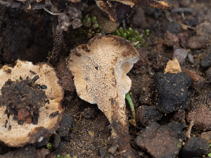  ( - FDS-CA-01440)  @11 [ ] by-nc (2024) Stu Pickell Fungal Diversity Survey