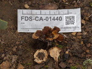  ( - FDS-CA-01440)  @11 [ ] by-nc (2024) Stu Pickell Fungal Diversity Survey
