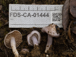  ( - FDS-CA-01444)  @11 [ ] by-nc (2024) Stu Pickell Fungal Diversity Survey