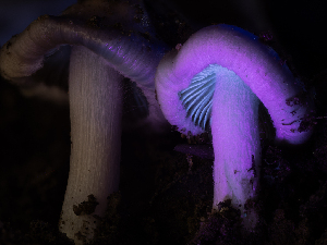  ( - FDS-CA-01444)  @11 [ ] by-nc (2024) Stu Pickell Fungal Diversity Survey