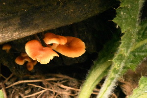  ( - FDS-CA-00433)  @11 [ ] by-nc (2024) Thea Chesney Fungal Diversity Survey