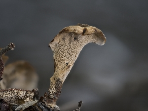  ( - FDS-CA-01440)  @11 [ ] by-nc (2024) Stu Pickell Fungal Diversity Survey