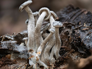  ( - FDS-CA-03631)  @11 [ ] by-nc (2024) Stu Pickell Fungal Diversity Survey