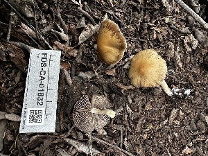  ( - FDS-CA-01832)  @11 [ ] by-nc (2024) Aaron Tupac Fungal Diversity Survey