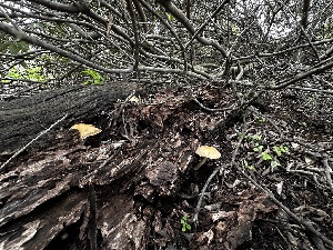  ( - FDS-CA-01832)  @11 [ ] by-nc (2024) Aaron Tupac Fungal Diversity Survey