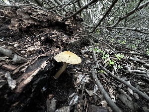  ( - FDS-CA-01832)  @11 [ ] by-nc (2024) Aaron Tupac Fungal Diversity Survey