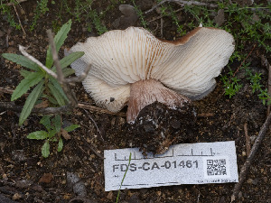  ( - FDS-CA-01461)  @11 [ ] by-nc (2024) Stu Pickell Fungal Diversity Survey