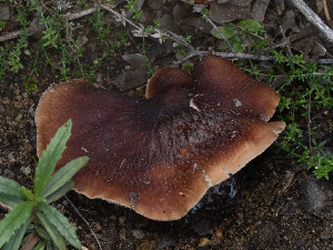  ( - FDS-CA-01461)  @11 [ ] by-nc (2024) Stu Pickell Fungal Diversity Survey