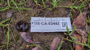  ( - FDS-CA-03442)  @11 [ ] by-nc (2024) Fresno Mycology Society Fungal Diversity Survey