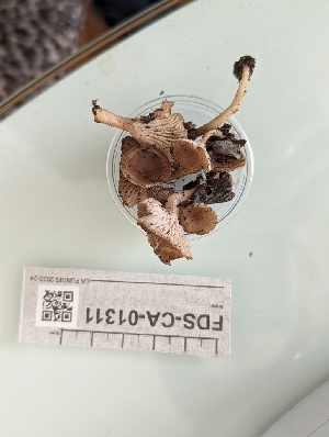  ( - FDS-CA-01311)  @11 [ ] by-nc (2024) Stu Pickell Fungal Diversity Survey