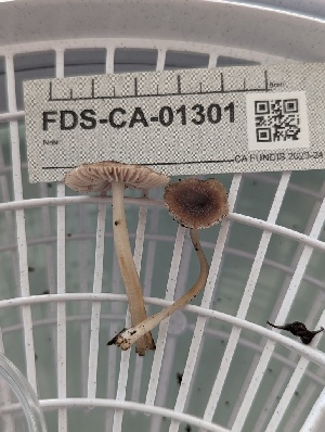  ( - FDS-CA-01301)  @11 [ ] by-nc (2024) Stu Pickell Fungal Diversity Survey