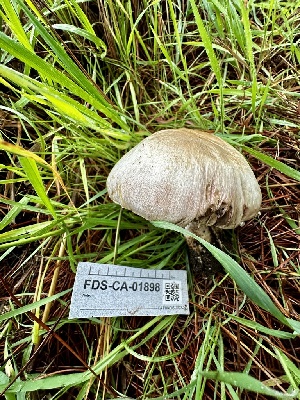  ( - FDS-CA-01898)  @11 [ ] by-nc (2024) Aaron Tupac Fungal Diversity Survey