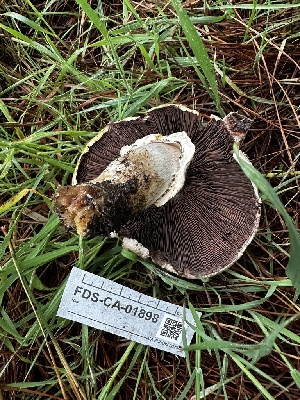  ( - FDS-CA-01898)  @11 [ ] by-nc (2024) Aaron Tupac Fungal Diversity Survey