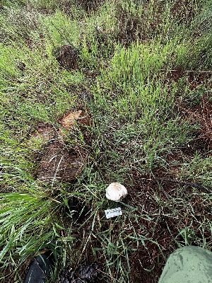  ( - FDS-CA-01898)  @11 [ ] by-nc (2024) Aaron Tupac Fungal Diversity Survey