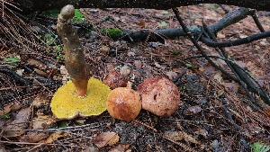  ( - FDS-CA-03444)  @11 [ ] by-nc (2024) Fresno Mycology Society Fungal Diversity Survey
