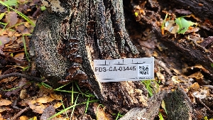  (Hymenochaete sp. rubiginosa-CA01 - FDS-CA-03445)  @11 [ ] by-nc (2024) Fresno Mycology Society Fungal Diversity Survey
