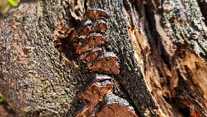  ( - FDS-CA-03445)  @11 [ ] by-nc (2024) Fresno Mycology Society Fungal Diversity Survey