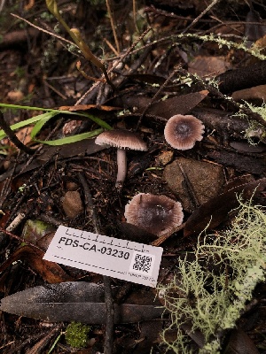 ( - FDS-CA-03230)  @11 [ ] by (2024) Justin Paulin Fungal Diversity Survey